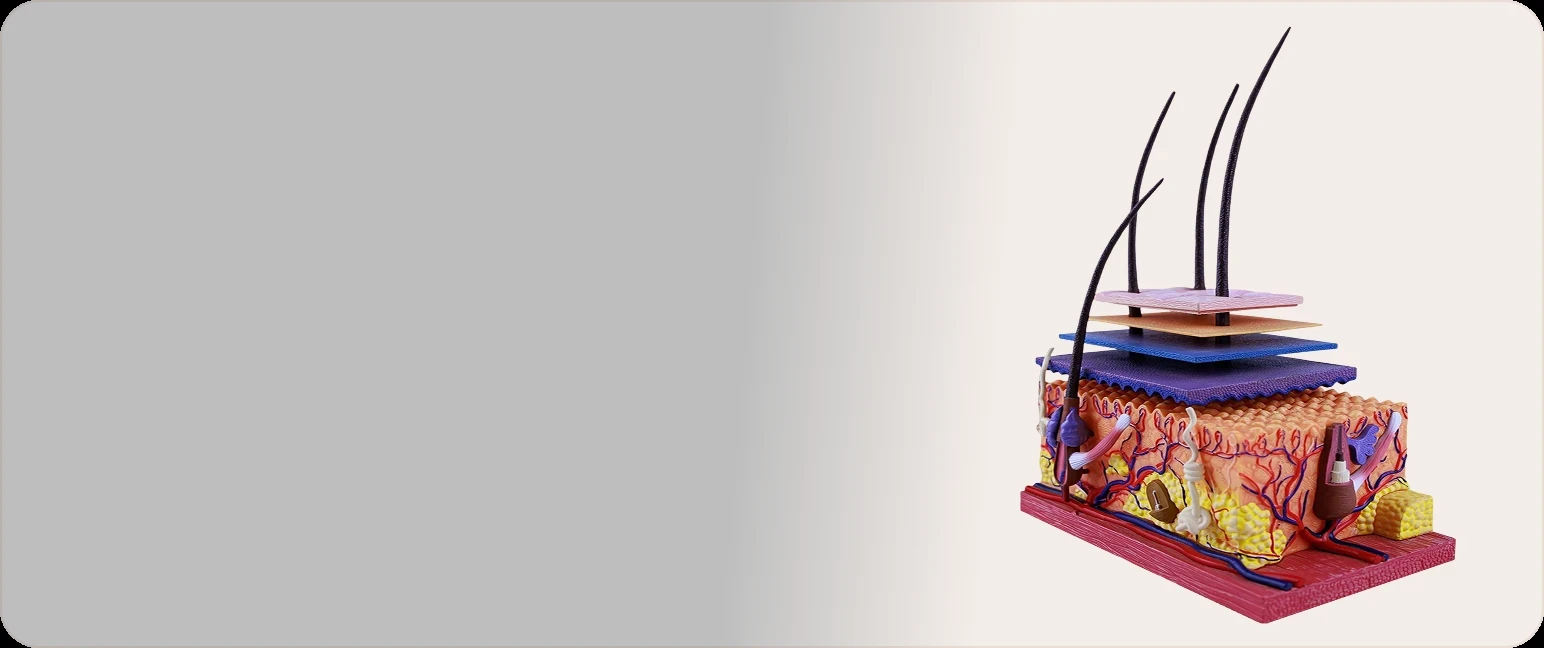 Human skin cross-section showing hair follicles