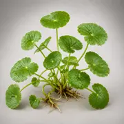 Hydrocotyle Asiatica