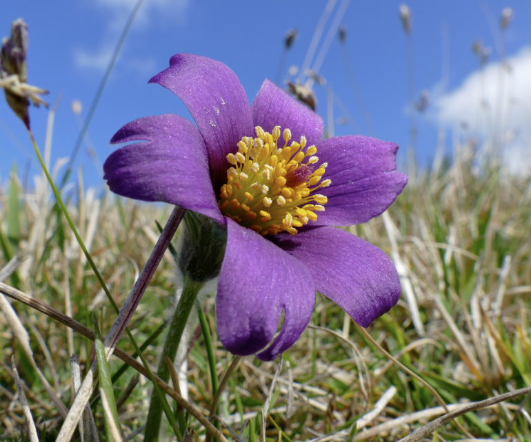 PULSATILLA