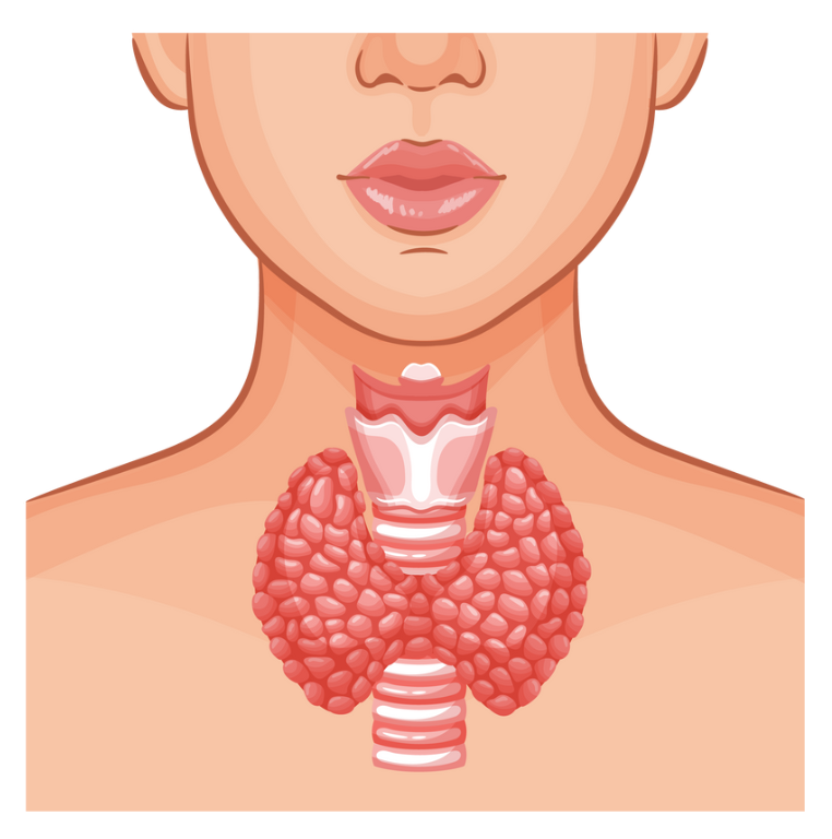 Thyroid