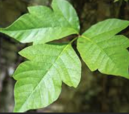 Rhus Toxicodendron