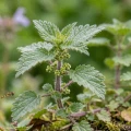 Urtica Urens